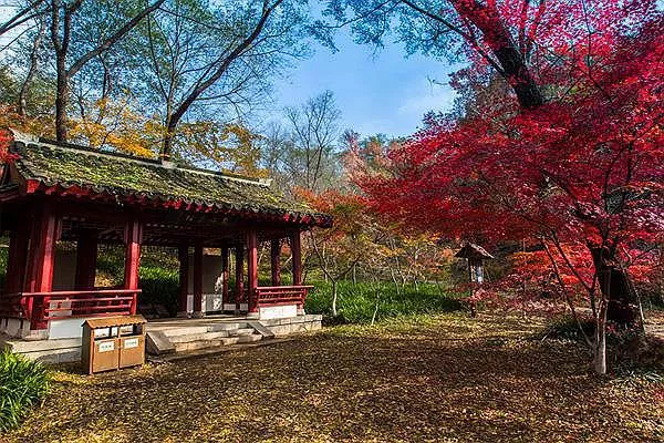 2021年長沙菊花展在哪舉辦 岳麓山值得一看