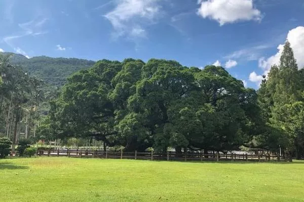 福州國家森林公園開放時間最新