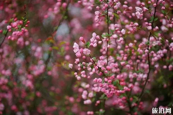 春秋淹城樂園櫻花在哪里觀賞?花期是什么時候?