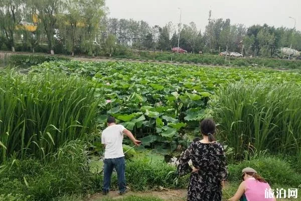 北京沙河水庫釣魚指南