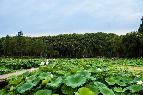 武漢植物園好玩嗎 武漢植物園有什么好玩的