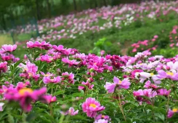 中江芍藥花基地在哪里-觀賞地推薦