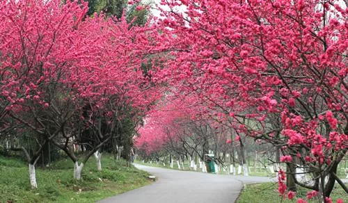 武漢植物園好玩嗎 武漢植物園有什么好玩的