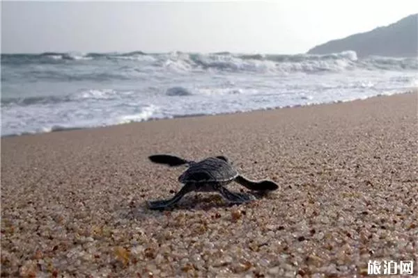 海龜灣介紹 海龜灣門票-游玩攻略