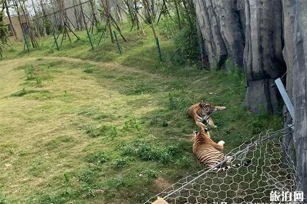 南通森林野生動物園有什么好玩的項(xiàng)目 分為幾區(qū)