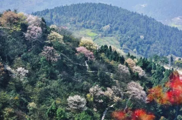 2023云龜山櫻花開(kāi)花時(shí)間