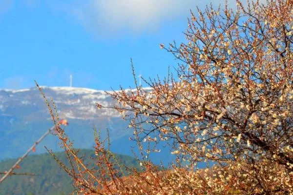 云南賞花地點(diǎn)和時(shí)間安排