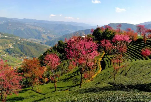 云南賞花地點(diǎn)和時(shí)間安排