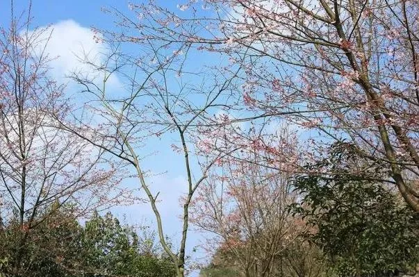 2023云龜山櫻花開(kāi)花時(shí)間