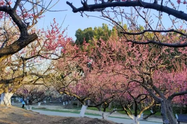 上?？疵坊ㄈツ膫€(gè)公園最好