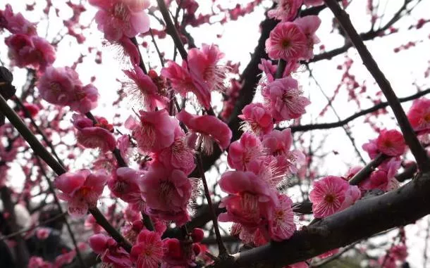 上?？疵坊ㄈツ膫€(gè)公園最好