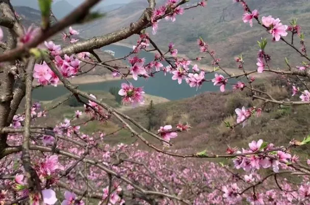 貴陽春游去哪里看花